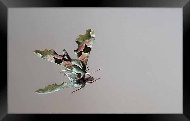 Lime tree moth reflection Framed Print by Kelly Astley