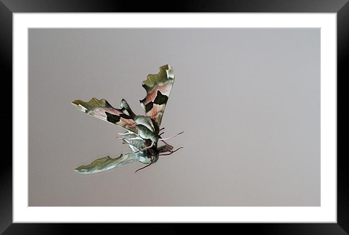 Lime tree moth reflection Framed Mounted Print by Kelly Astley