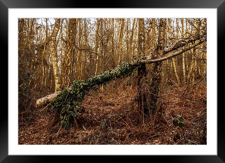 Fallen tree at Kinver Hills Framed Mounted Print by Kelly Astley