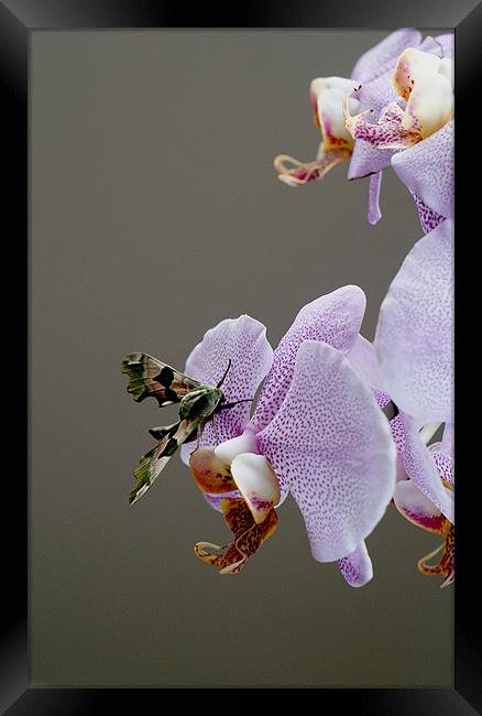 Moth on orchid Framed Print by Kelly Astley