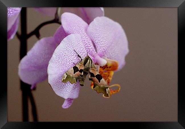 Moth on orchid Framed Print by Kelly Astley