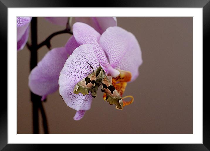 Moth on orchid Framed Mounted Print by Kelly Astley