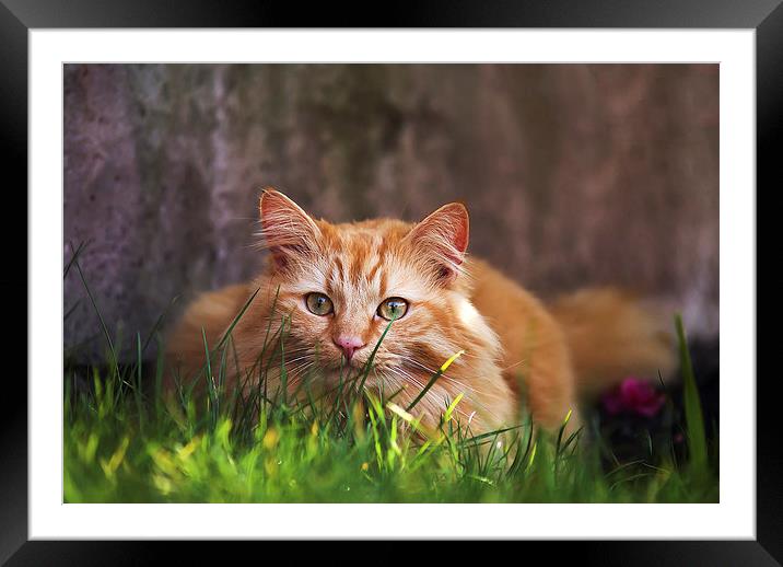 Ginger cat hiding in grass Framed Mounted Print by Kelly Astley