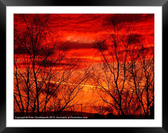 Fiery Trees Framed Mounted Print by Peter Shuttleworth
