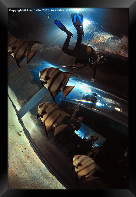 Aquarium Framed Print by Aziz Saltik