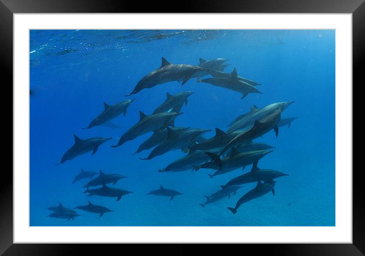 Dance of the Dolphins Framed Mounted Print by Aziz Saltik