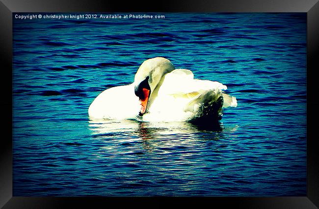 the lonely swan Framed Print by christopher knight