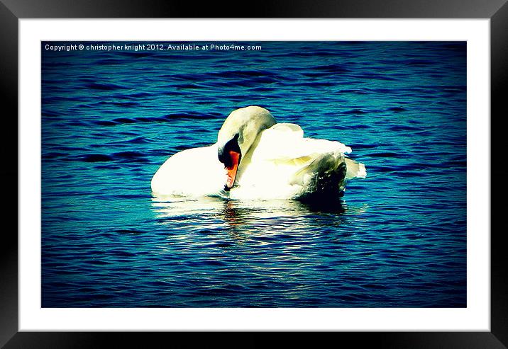 the lonely swan Framed Mounted Print by christopher knight