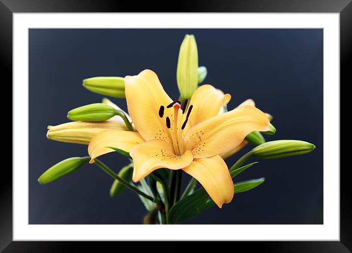 Light Orange Lily Framed Mounted Print by paul thomas