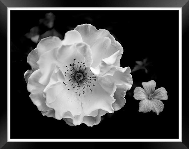 White rose Framed Print by paul thomas