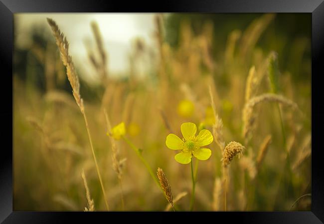 Buttercup and grass Framed Print by paul thomas