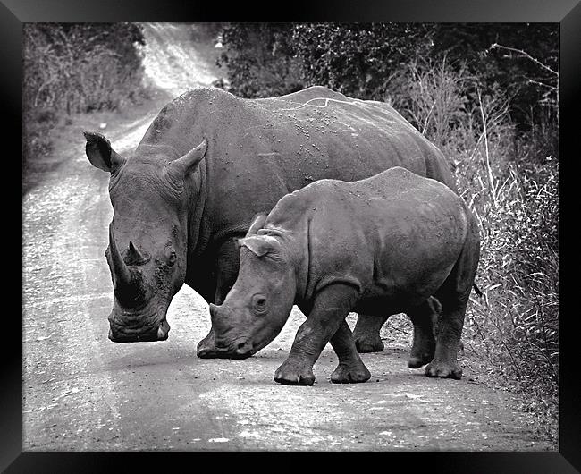 African White Rhinos Framed Print by David Worthington