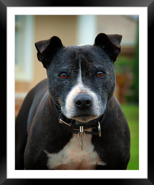 Staffordshire terrier Framed Mounted Print by David Worthington