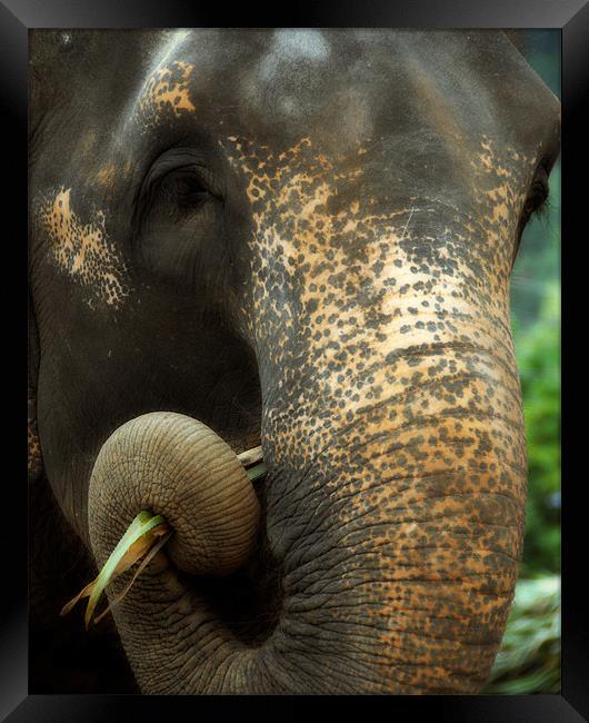 Asian elephant portrait Framed Print by David Worthington
