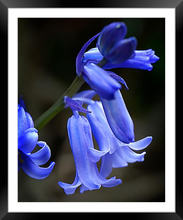Springtime Bluebells Framed Mounted Print by David Worthington