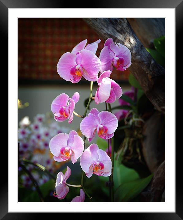 Orchids in Hong Kong Framed Mounted Print by David Worthington