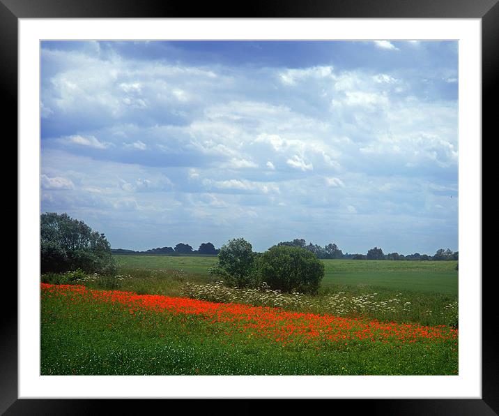 Poppies in bloom Framed Mounted Print by David Worthington