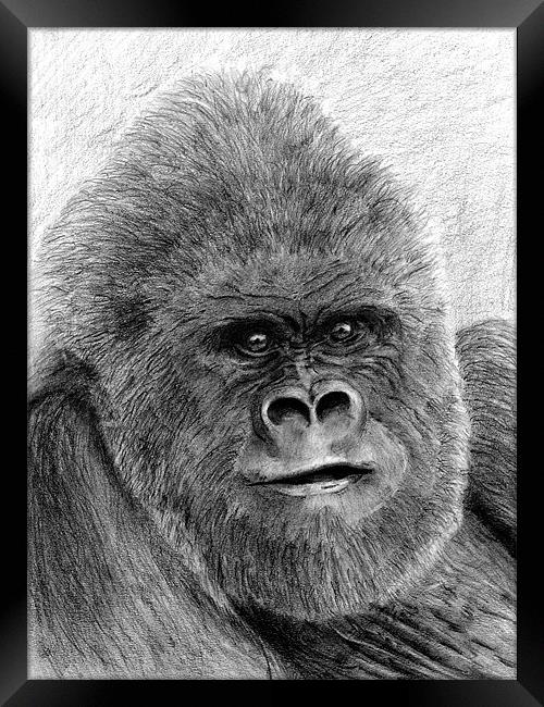 Gorilla fine art study Framed Print by David Worthington