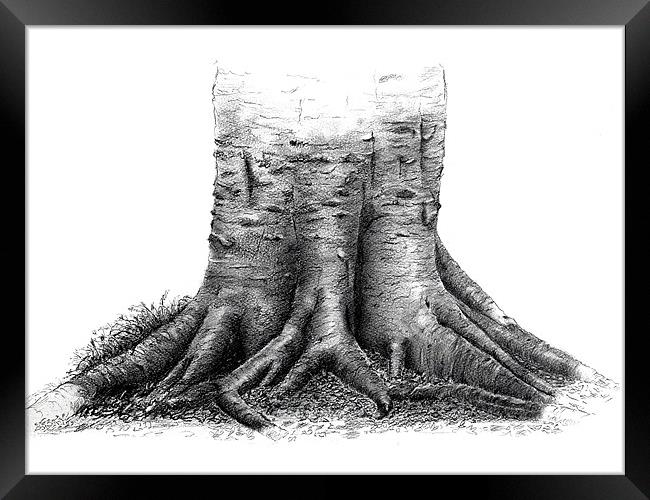 Beech tree roots sketch Framed Print by David Worthington