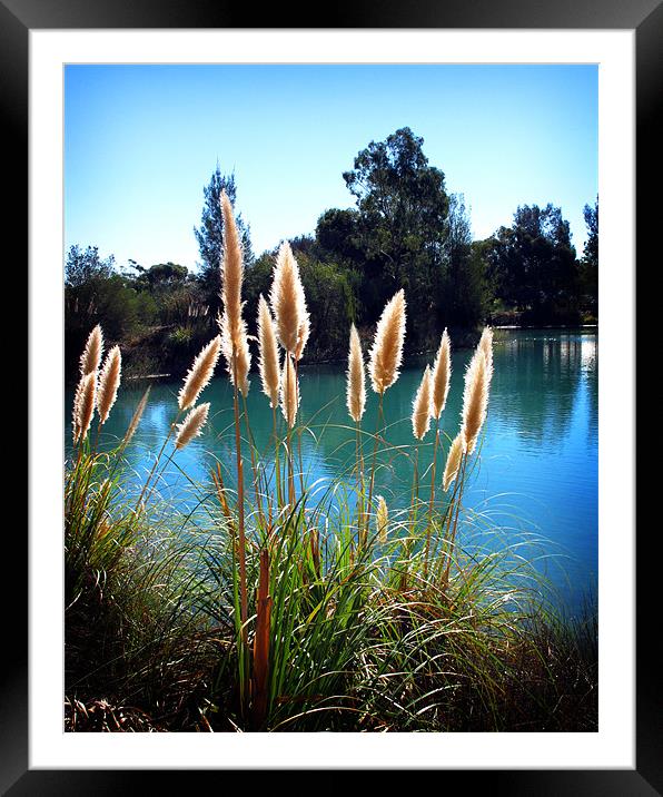 Sunlight on the pampas Barossa Valley Framed Mounted Print by David Worthington