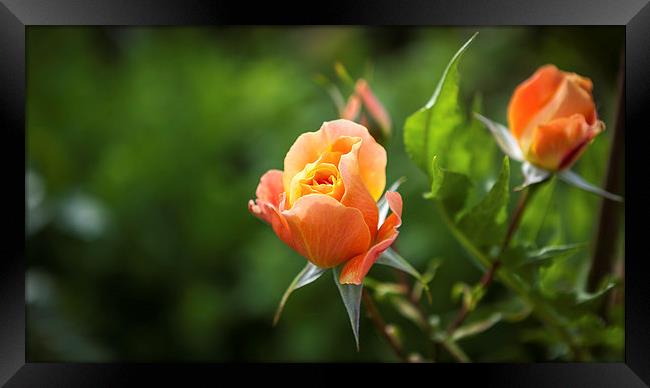 Lovely Orange Rose Framed Print by Kat Arul
