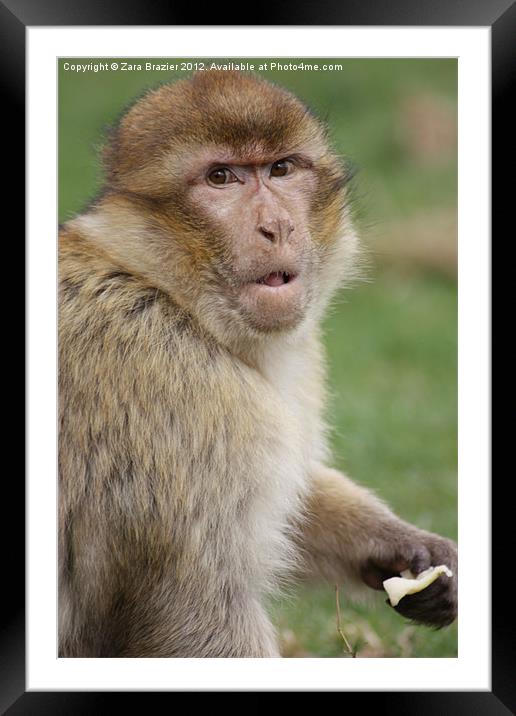 What you looking at?? Framed Mounted Print by Zara Brazier