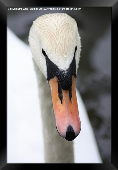 Beauty in the eyes Framed Print by Zara Brazier