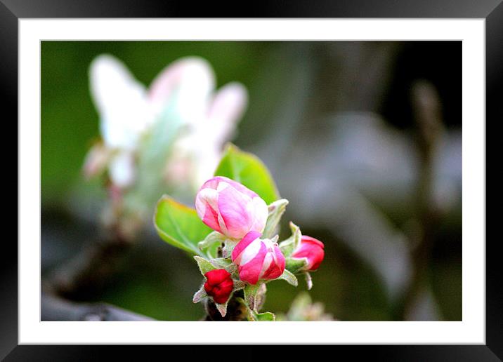 Pink flower bud Framed Mounted Print by Lena Ghadessi