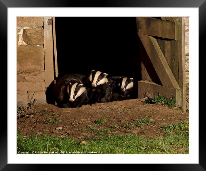 Badgers in an old barn Framed Mounted Print by Louise Heusinkveld