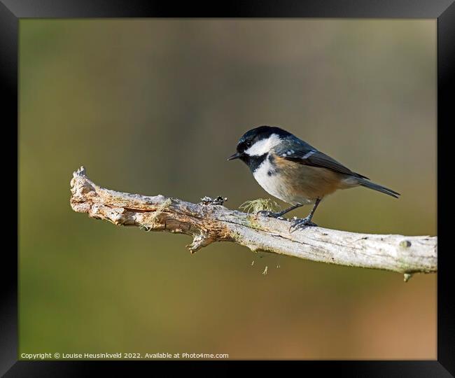 Coal Tit, Parus ater Framed Print by Louise Heusinkveld