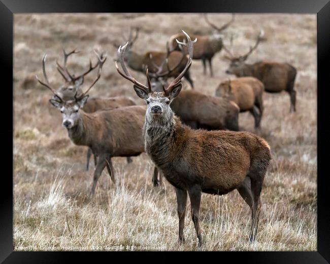 A group of Red deer stags in winter, Cairngorms, Scotland Framed Print by Louise Heusinkveld