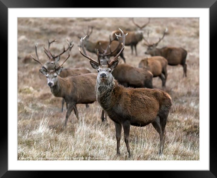 A group of Red deer stags in winter, Cairngorms, Scotland Framed Mounted Print by Louise Heusinkveld