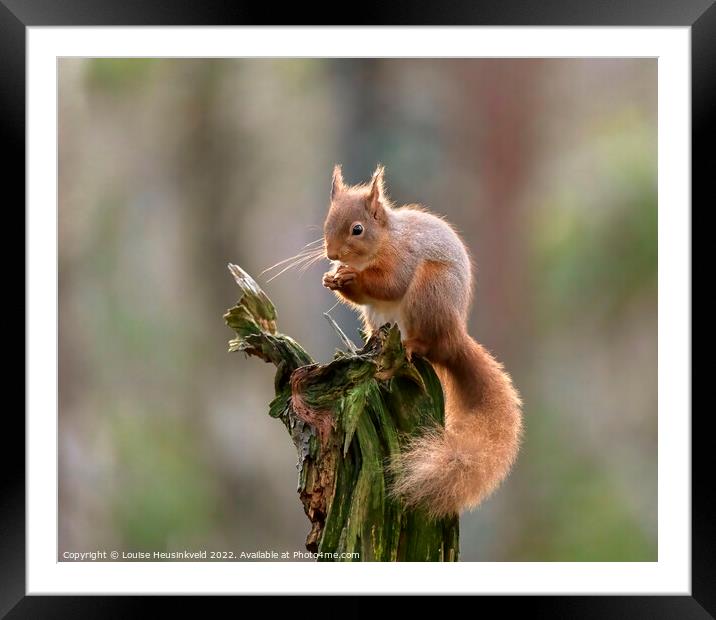 Red squirrel, Sciurus vulgaris Framed Mounted Print by Louise Heusinkveld