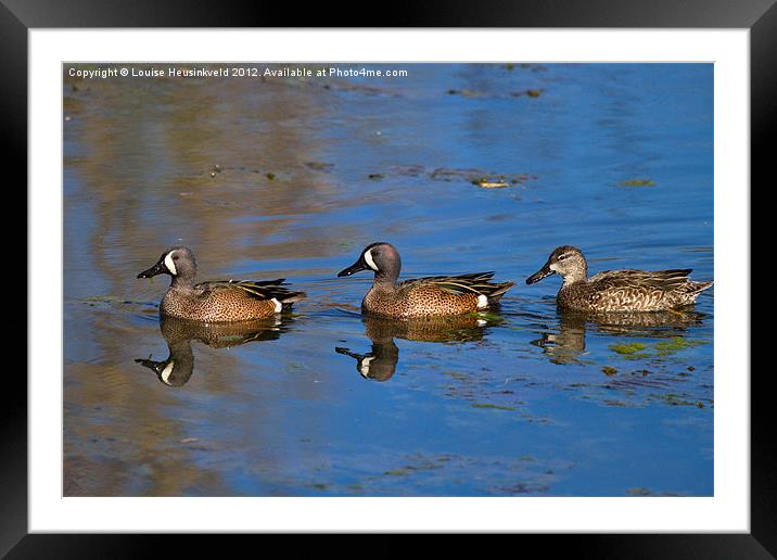 Ducks in a Row Framed Mounted Print by Louise Heusinkveld