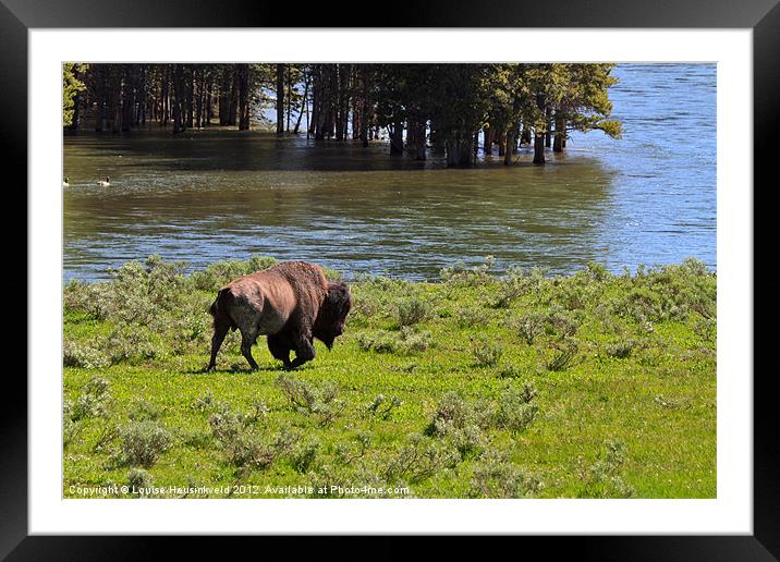 American Bison in Yellowstone Framed Mounted Print by Louise Heusinkveld