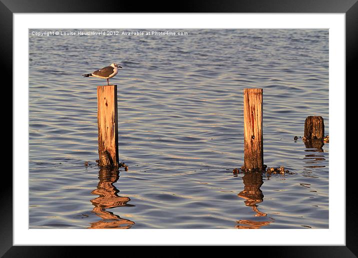 Gull perching on a post at sunset Framed Mounted Print by Louise Heusinkveld