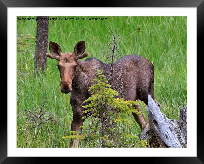 Young bull moose in spring Framed Mounted Print by Louise Heusinkveld