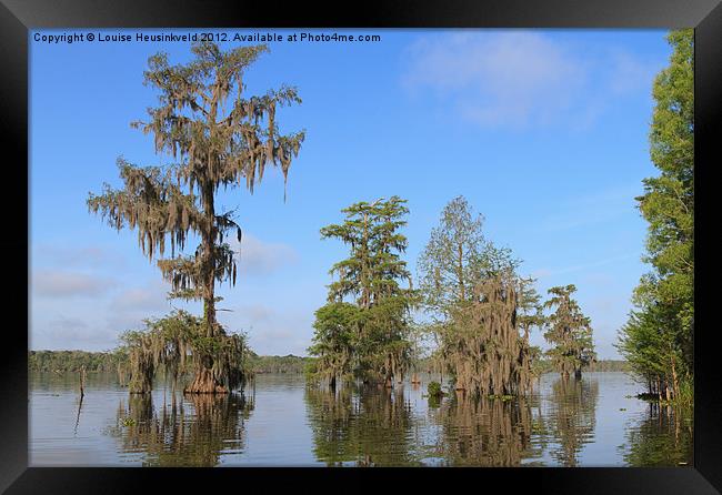 Cypress trees with Spanish Moss Framed Print by Louise Heusinkveld