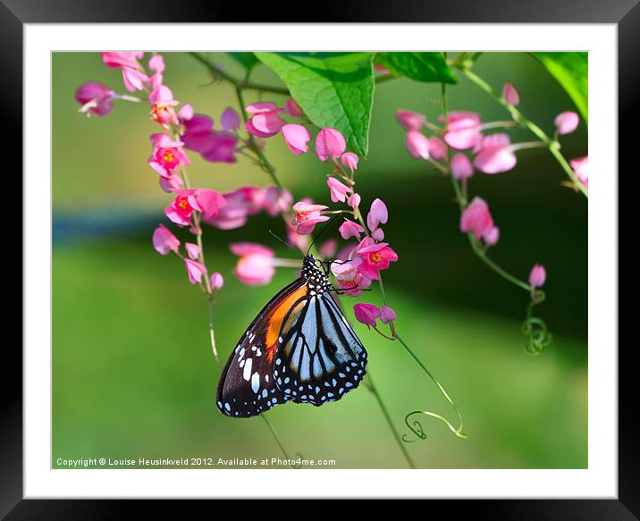 Beautiful Tiger Butterfly Framed Mounted Print by Louise Heusinkveld