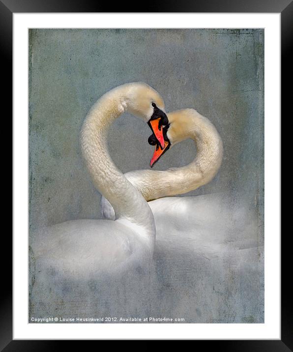 Courting Swans in Spring Framed Mounted Print by Louise Heusinkveld