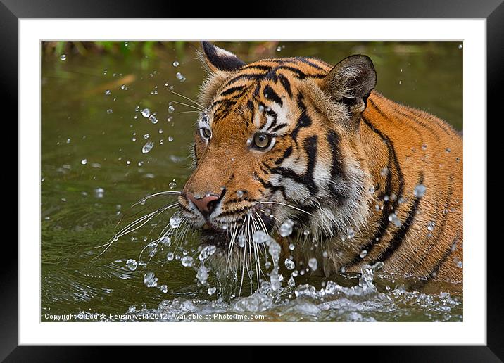 Sumatran tiger Framed Mounted Print by Louise Heusinkveld