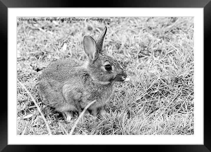 European Rabbit Framed Mounted Print by Louise Heusinkveld