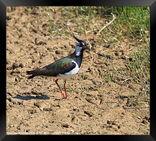 Northern Lapwing, Vanellus vanellus Framed Print by Louise Heusinkveld
