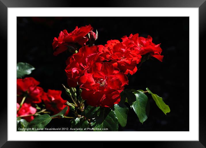 Vibrant Red Blooms of Rose La Sevillana Framed Mounted Print by Louise Heusinkveld