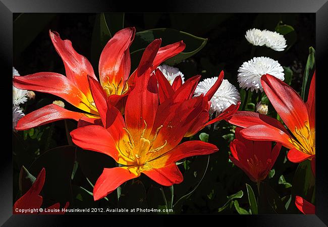 Red Tulips Framed Print by Louise Heusinkveld