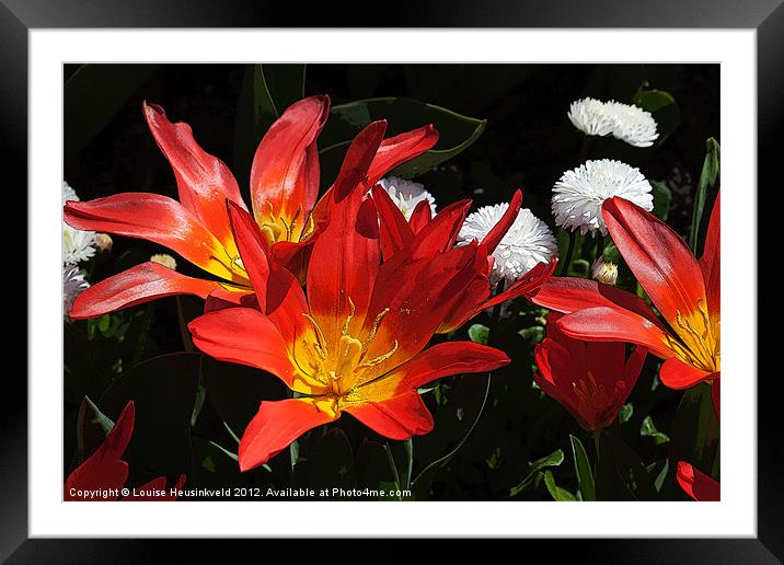 Red Tulips Framed Mounted Print by Louise Heusinkveld