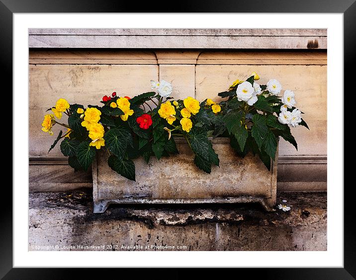 Red, yellow and white begonias Framed Mounted Print by Louise Heusinkveld