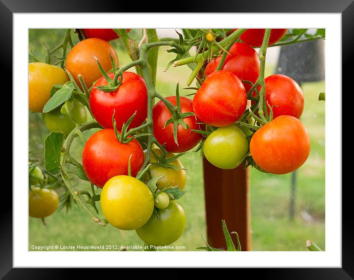Tomatoes growing in a greenhouse. Framed Mounted Print by Louise Heusinkveld