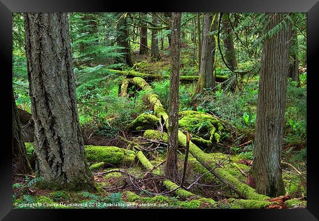 Fallen Trees in the Northern Rainforest Framed Print by Louise Heusinkveld