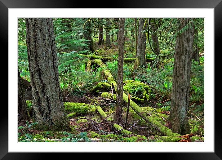 Fallen Trees in the Northern Rainforest Framed Mounted Print by Louise Heusinkveld